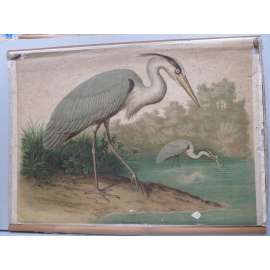 Volavka popelavá - pták - přírodopis - školní plakát