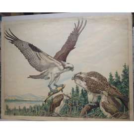 Orel říční, dravec, pták, ptáci - přírodopis, školní plakát, výukový obraz