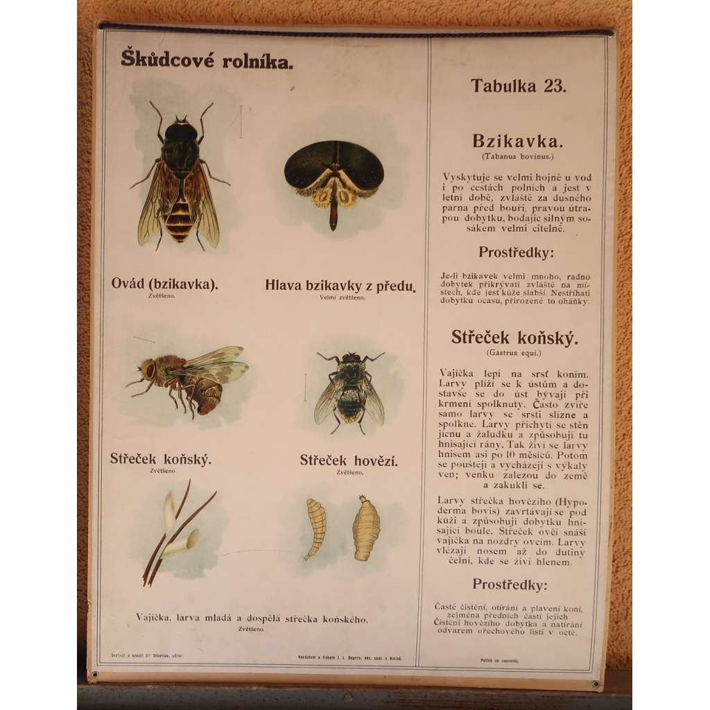 Škůdcové rolníka 23 - hmyz - přírodopis - školní plakát - Bzikavka - Střeček koňský