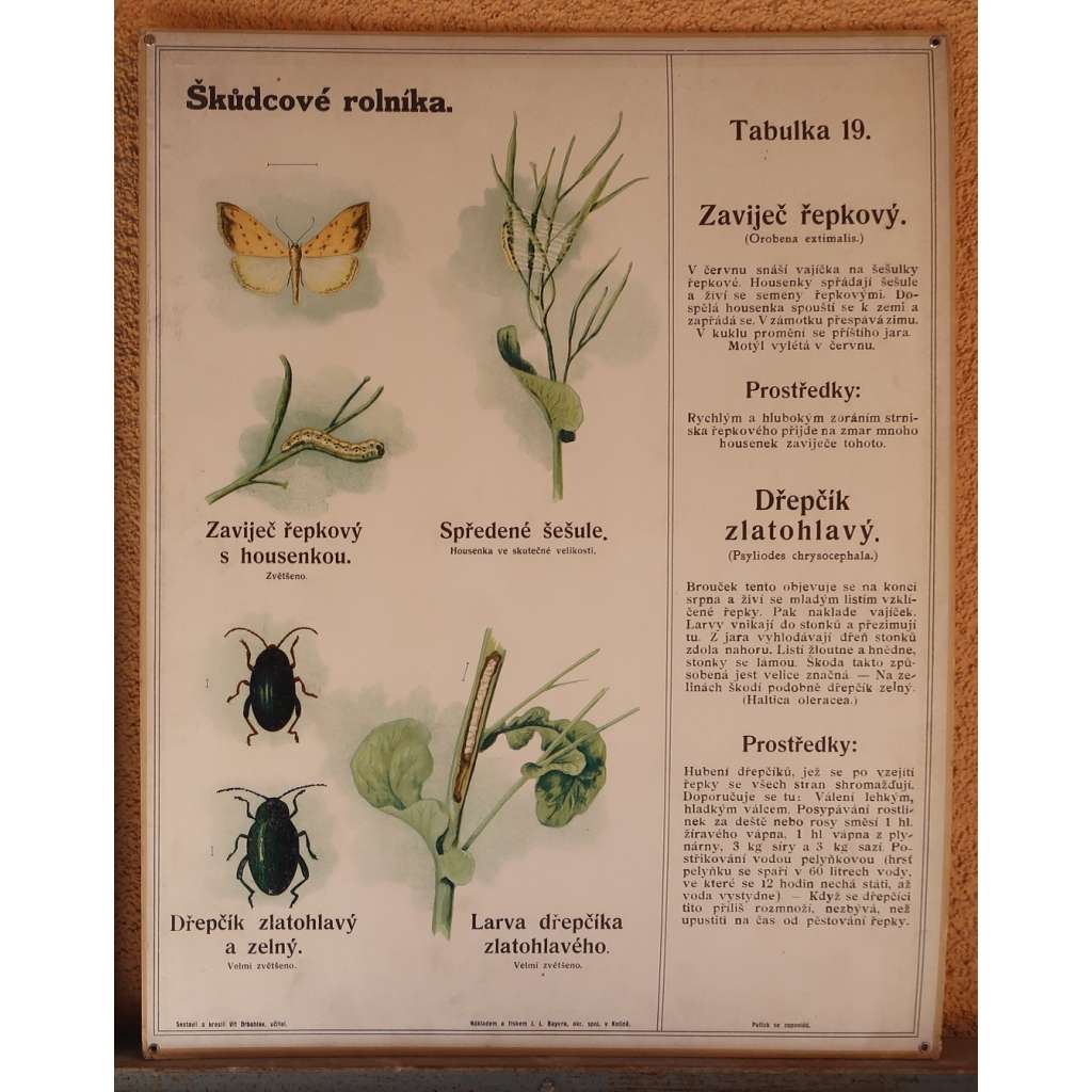 Škůdcové rolníka 19 - přírodopis - hmyz - školní plakát - Zaviječ řepkový, Dřepčík zlatohlavý