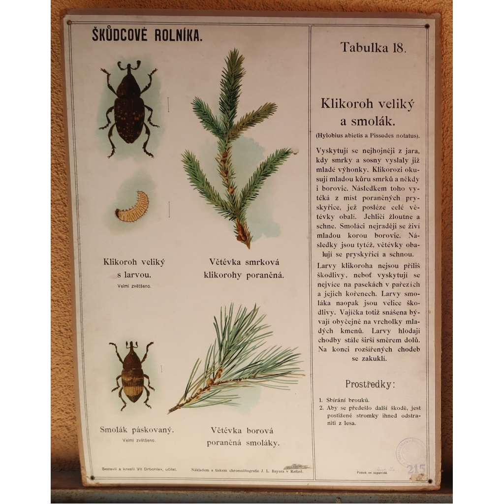 Škůdcové rolníka 18 - přírodopis - hmyz - školní plakát - Klikoroh veliký a smolák