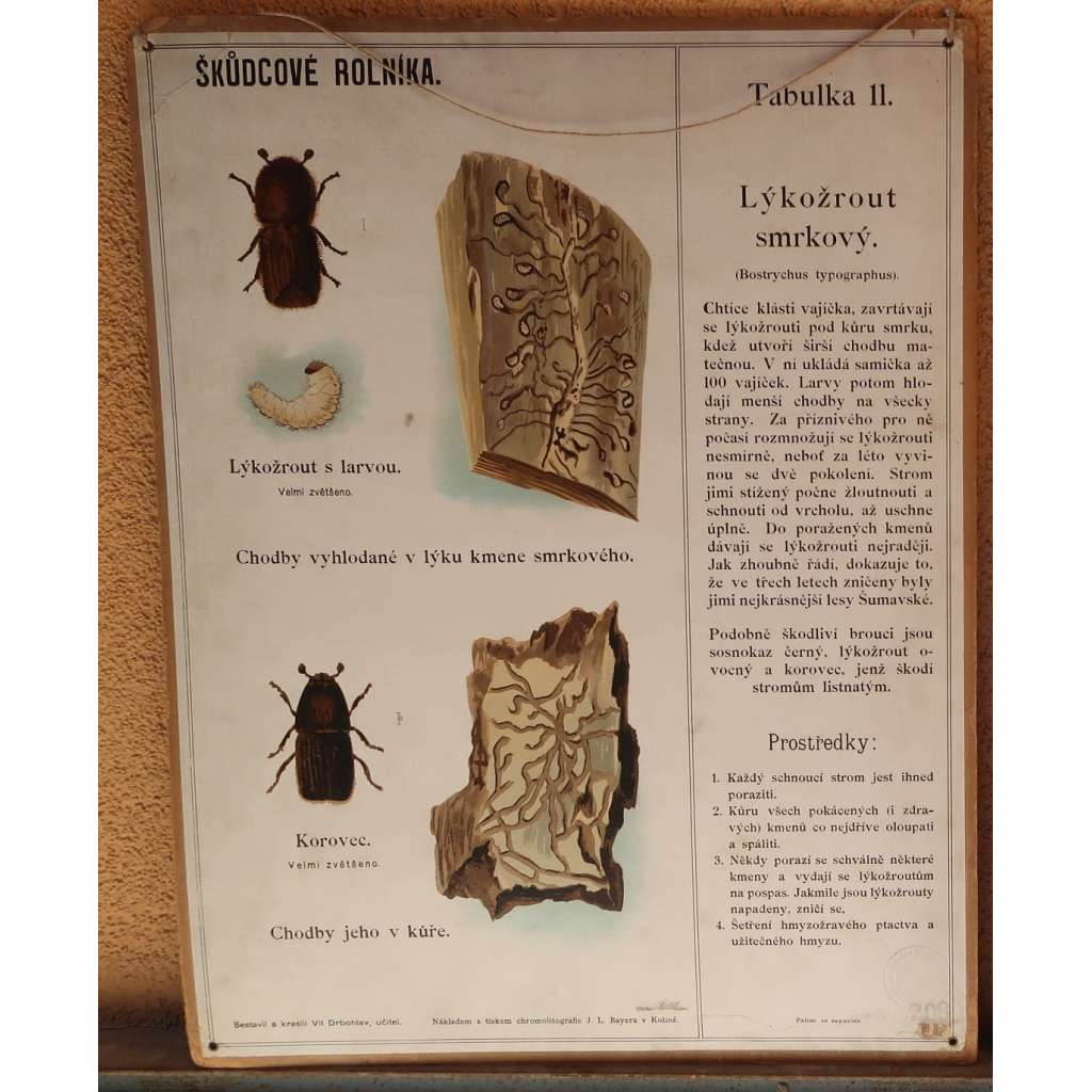 Škůdcové rolníka 11 - Lýkožrout smrkový - přírodopis - školní plakát