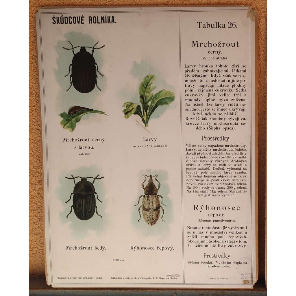 Škůdcové rolníka 26 - přírodopis - školní plakát - Mrchožrout černý - Rýhonosec řepový - brouci