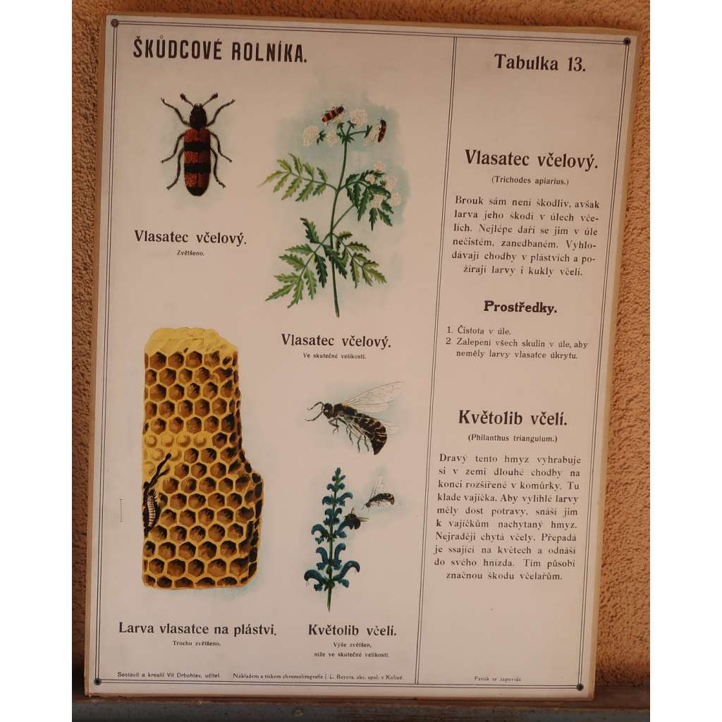 Škůdcové rolníka 13 - přírodopis - školní plakát - Vlasatec včelový - Květolib včelí  (HOL)