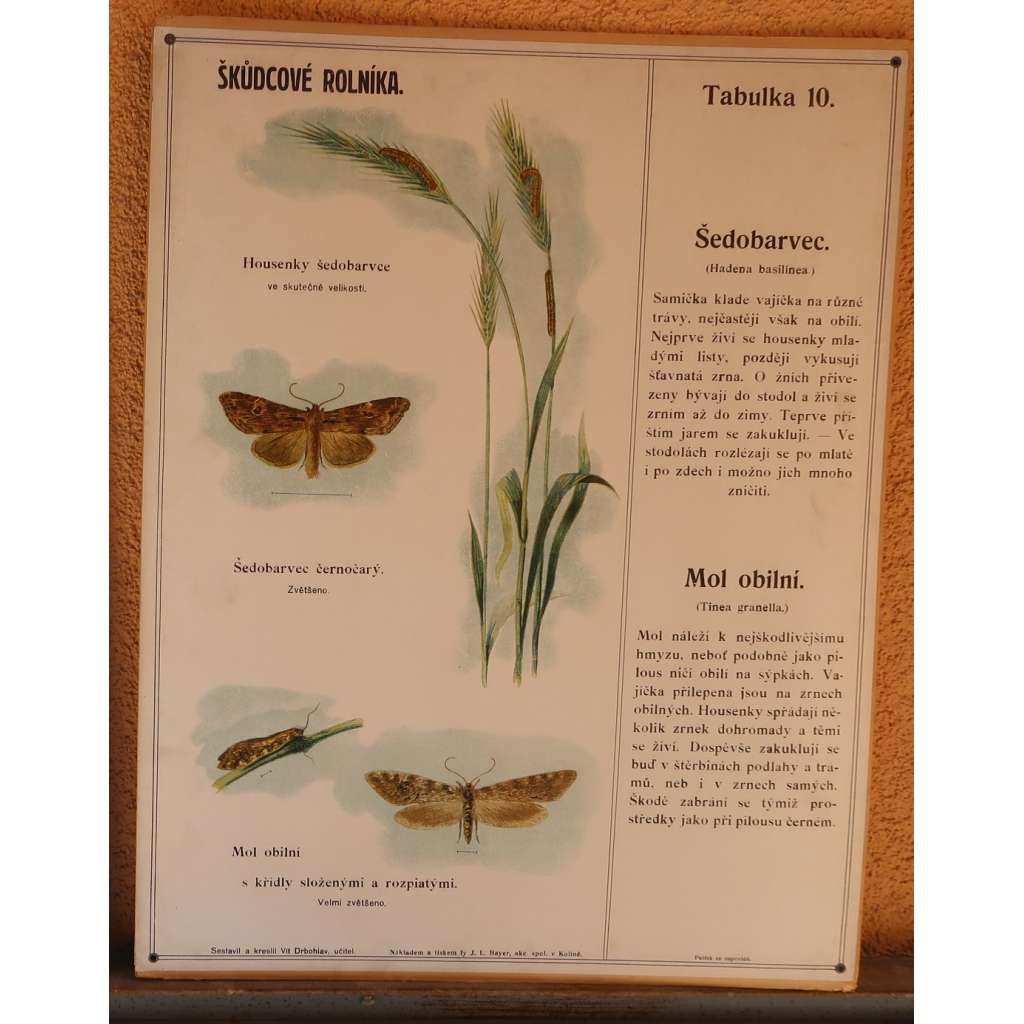 Škůdcové rolníka 10 - přírodopis - školní plakát - Šedobarvec - Mol obilní