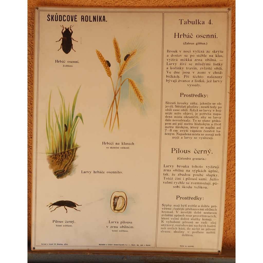 Škůdcové rolníka 4 - přírodopis - školní plakát - Hrbáč osenní - Pilous černý