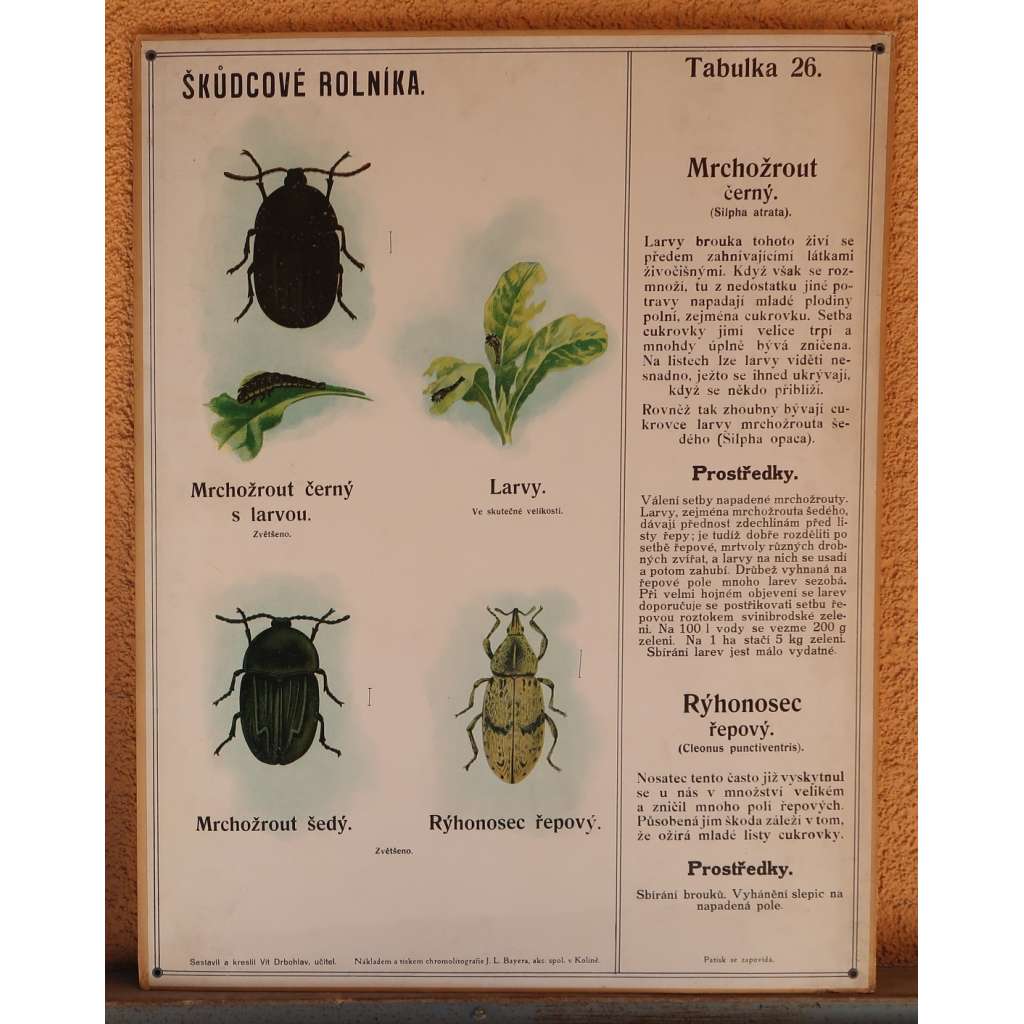 Škůdcové rolníka 26 - přírodopis - školní plakát - Mrchožrout černý - Rýhonosec řepový - brouci (HOL)