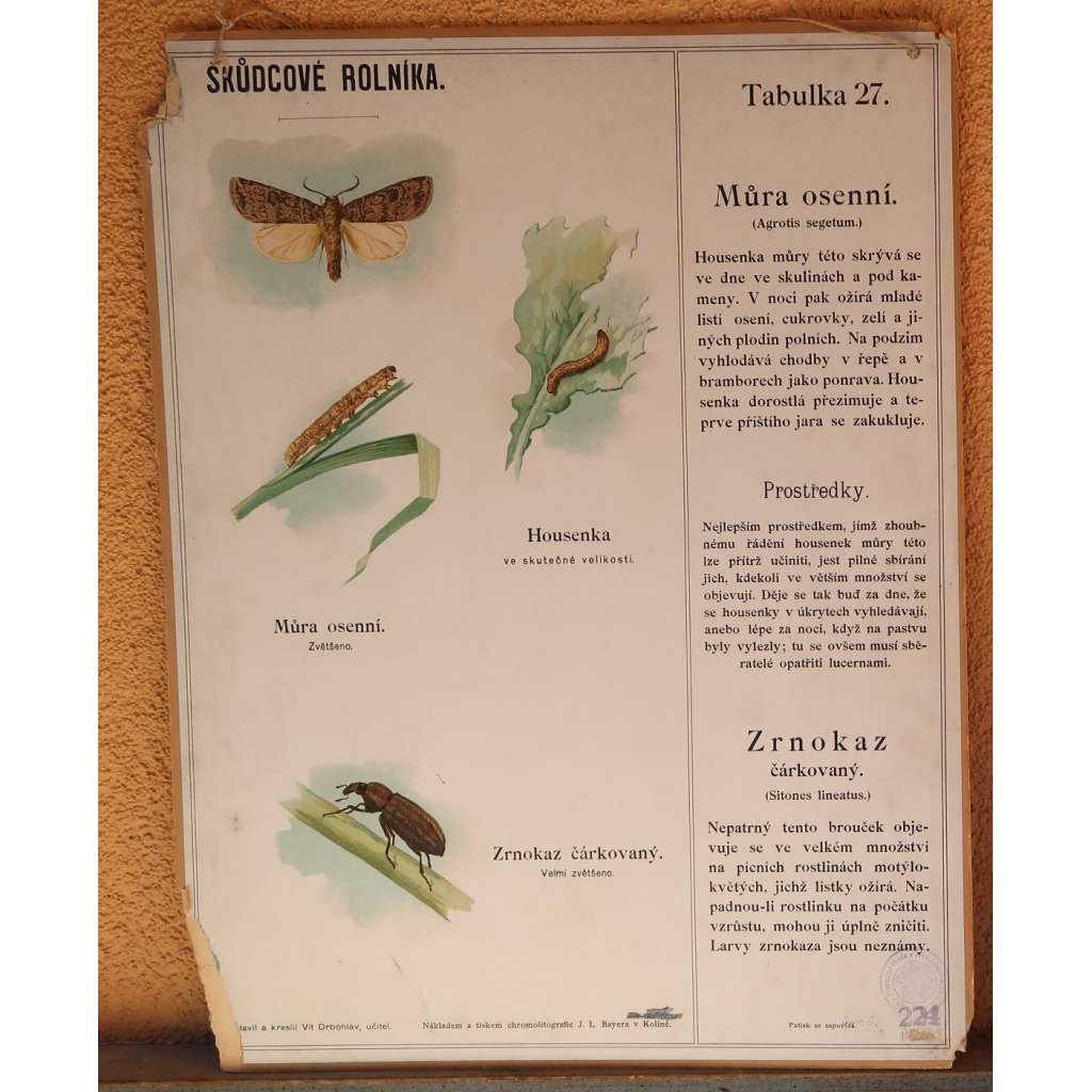 Škůdcové rolníka 27 - přírodopis - školní plakát - Můra osenní - Zrnokaz