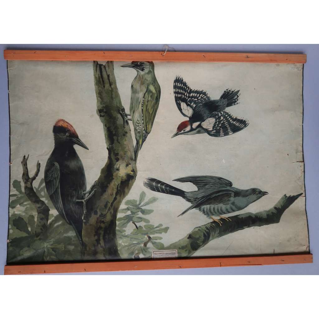 Ptáci - datel - přírodopis - výukový obraz