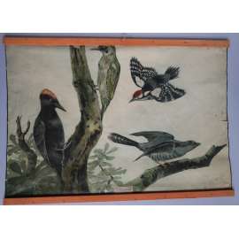 Ptáci - datel - přírodopis - výukový obraz