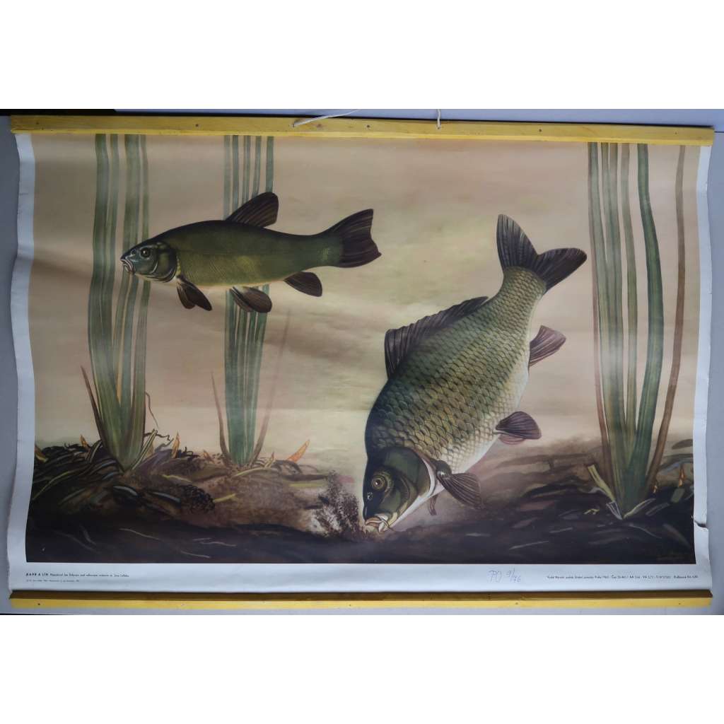 Kapr a lín - ryby - přírodopis - školní plakát - výukový obraz