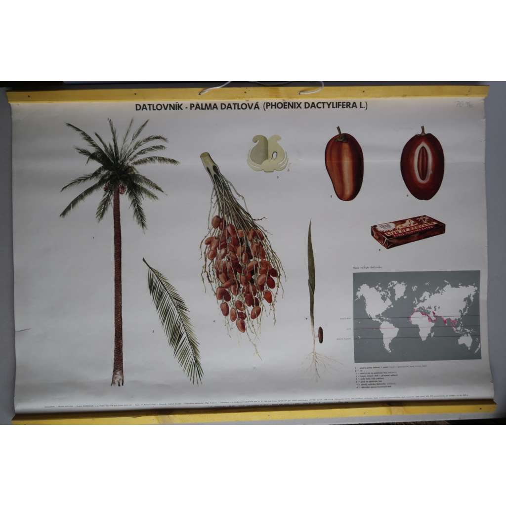 Datlovník, palma datlová - strom - přírodopis - školní plakát - výukový obraz