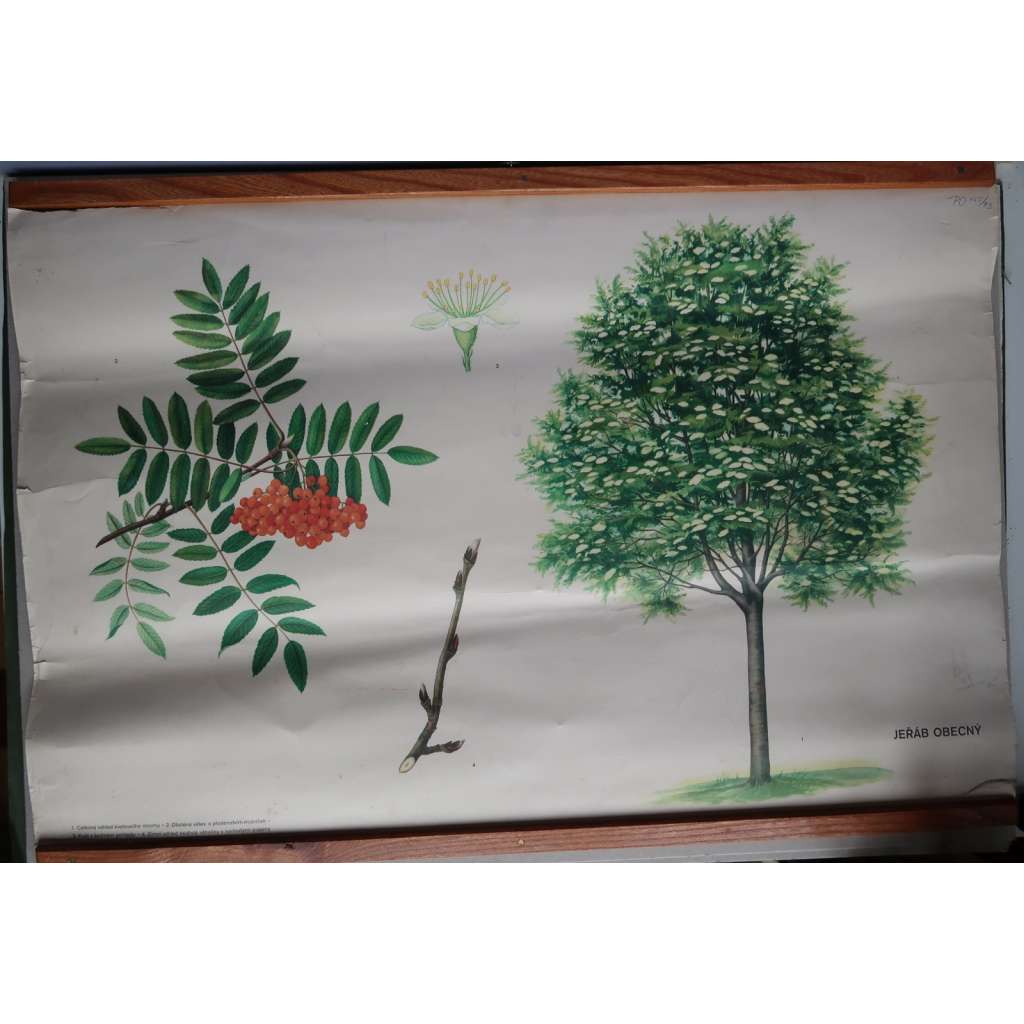 Jeřáb obecný - strom - přírodopis - školní plakát