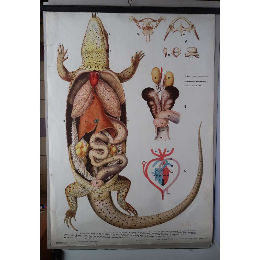 Ještěrka - živočichové, obojživelníci - přírodopis - školní plakát - výukový obraz - anatomie (stavba těla)