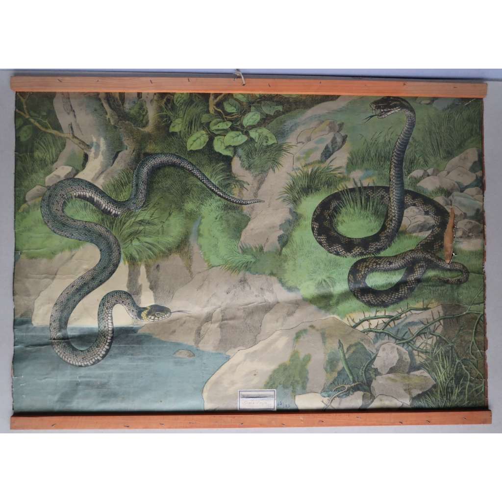 Had, hadi, plazi - živočichové - přírodopis - školní plakát - výukový obraz