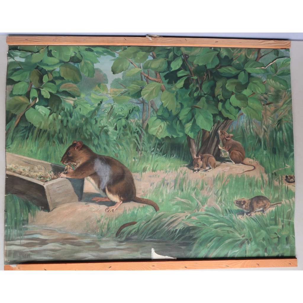 Hlodavci - živočichové - přírodopis - školní plakát - výukový obraz - krysa, hraboš, myš, potkan, rejsek
