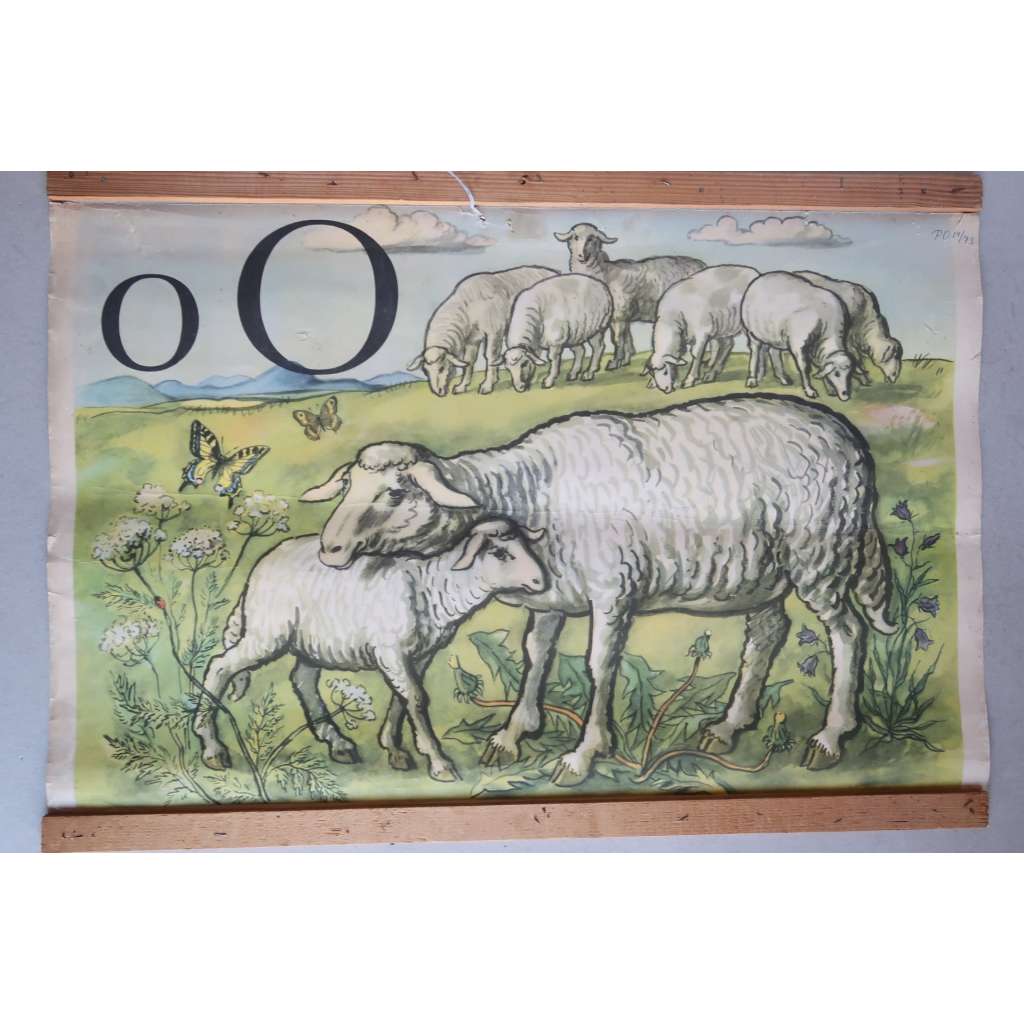 Živá abeceda - písmeno O - ovce - školní plakát