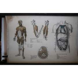 Člověk - anatomie - přírodopis - školní plakát - výukový obraz (svalstvo, dutina břišní a hrudní)