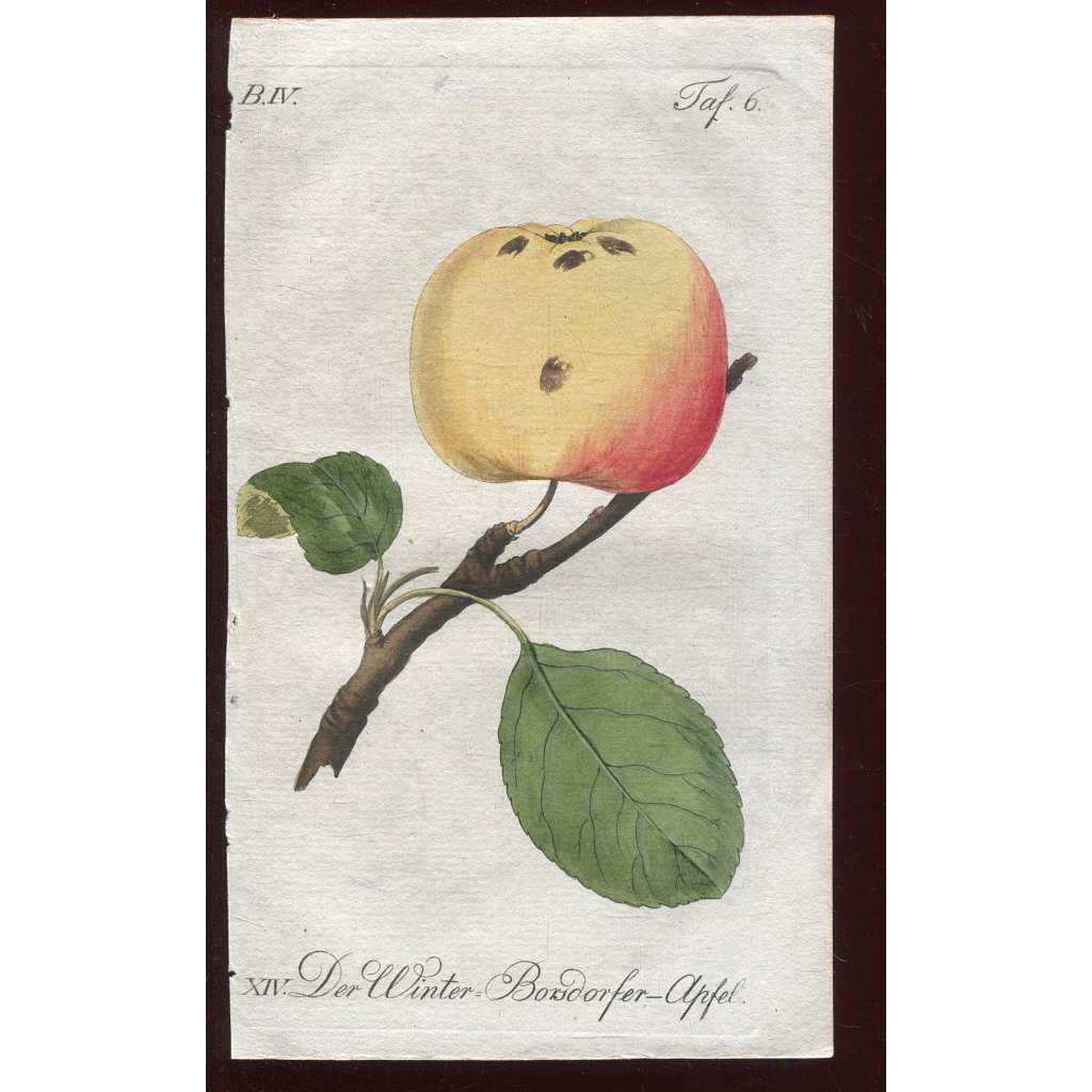 Jablko, kolorovaná rytina 1817 (Deutsche Fruchtgarten)