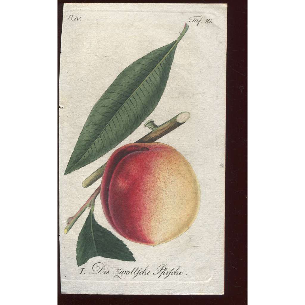 Broskev, kolorovaná rytina 1817 (Deutsche Fruchtgarten)