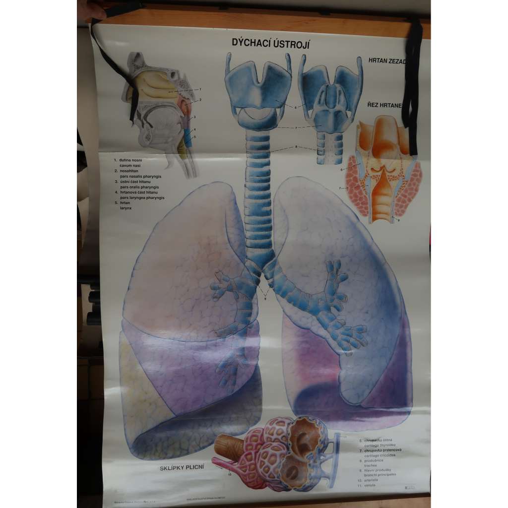 Dýchací ústrojí - anatomie člověka, přírodopis - školní plakát, výukový obraz