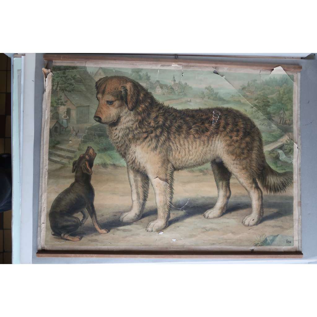 Pes - přírodopis - školní plakát, výukový obraz (poškozeno)