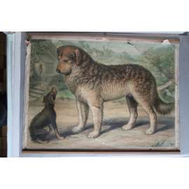 Pes - přírodopis - školní plakát, výukový obraz (poškozeno)