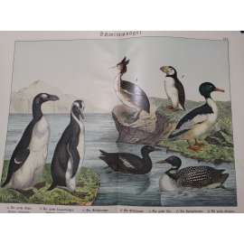 Vodní ptáci - Morčák velký, Potápka roháč, Potáplice lední, Alkoun obecný, Alka velká, Papuchalk severní, Tučňák velký