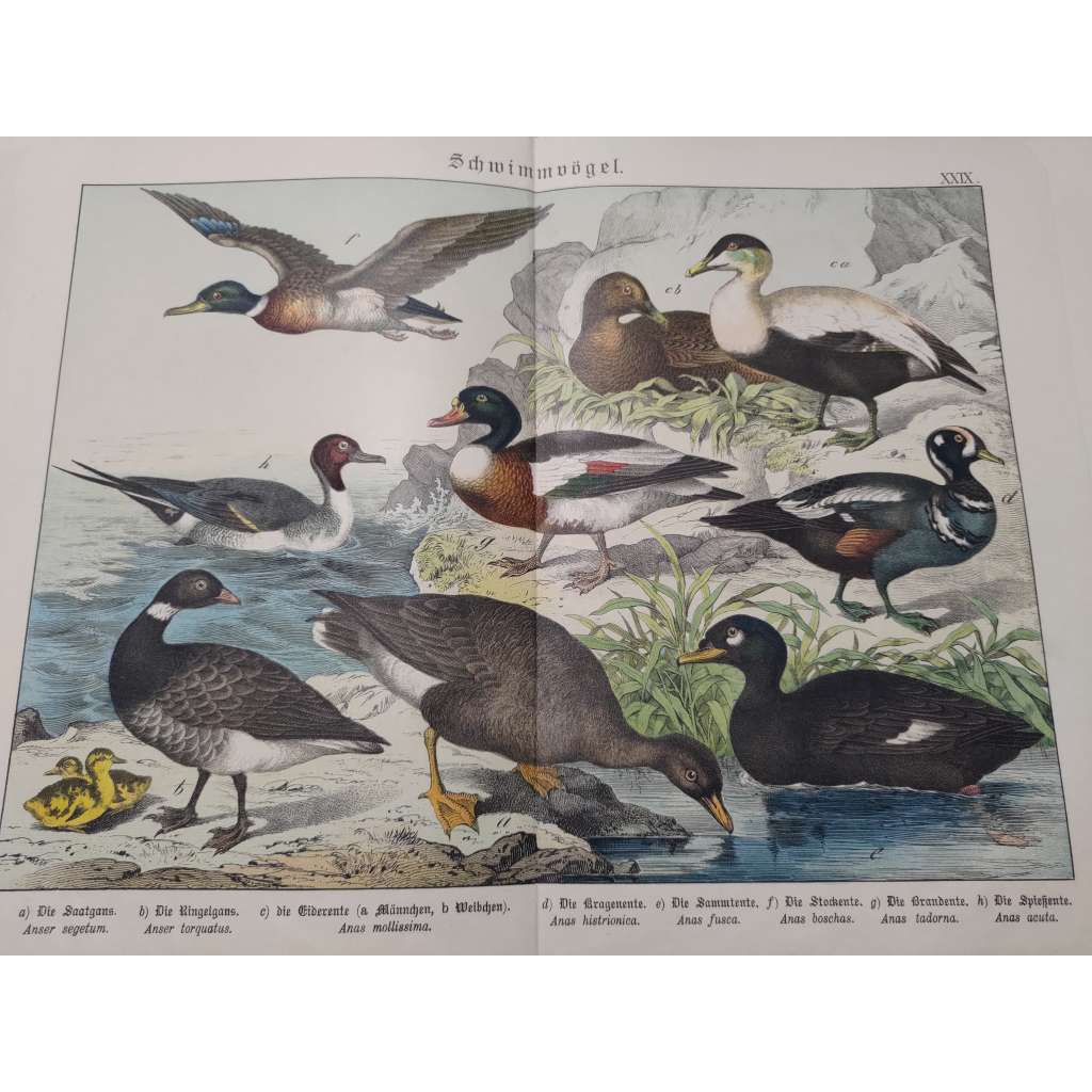 Vodní ptáci - Husa polní, Husa tmavá, Kajka mořská, Kačka strakatá, Turpan hnědý, Kachna divoká, Husice liščí, Ostralka štíhlá