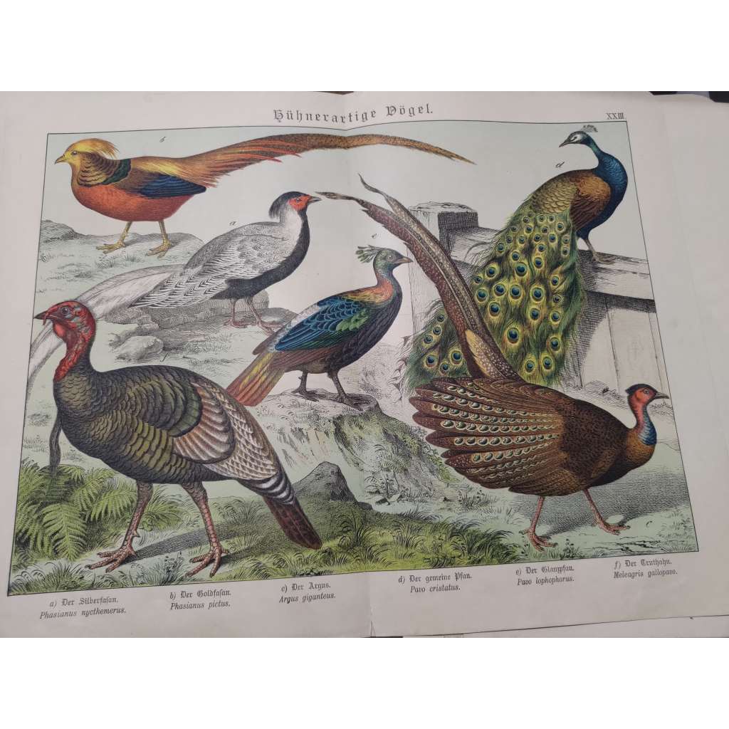 Kurovití ptáci - Bažant stříbrný, Bažant zlatý, Argus okatý, Páv korunkatý, Bažant lesklý, Krocan divoký