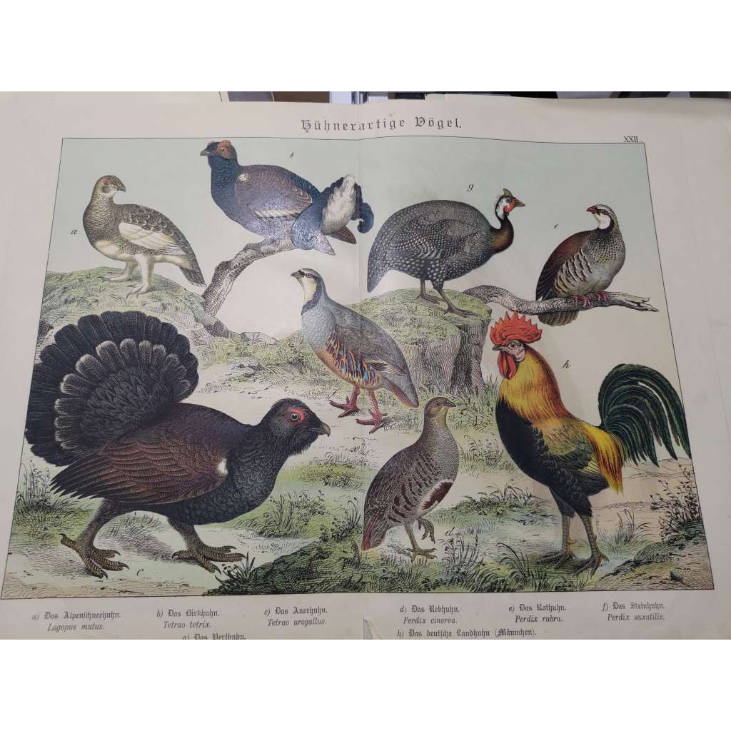 Ptáci běhavci - Bělokur horský, Tetřívek obecný, Tetřev hlušec, Perlička kropenatá, Koroptev polní, Ochoza rudonohá, Orebice horská, Kur domácí