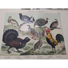 Ptáci běhavci - Bělokur horský, Tetřívek obecný, Tetřev hlušec, Perlička kropenatá, Koroptev polní, Ochoza rudonohá, Orebice horská, Kur domácí