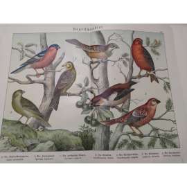 Zpěvní ptáci - Křivka obecná, Hýl křivčí, Hýl obecný, Zvonek zelený, Dlask tlustozobý, Strnad obecný, Strnad zahradní