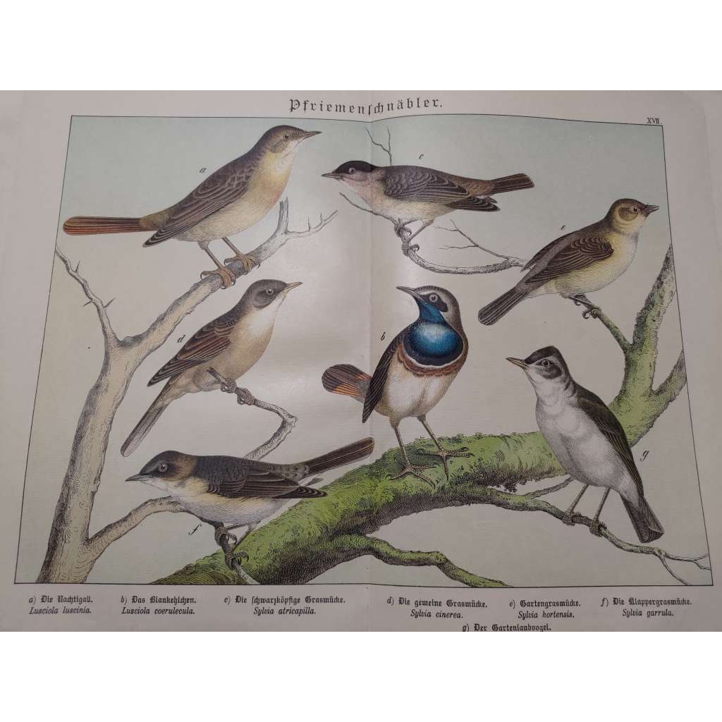 Zpěvní ptáci - Slavík tmavý, Slavík modráček, Pěnice bělohrdlá, Pěnice pokřovní, Strnad obecný, Pěnice černohlavá, Sedmihlásek hajní