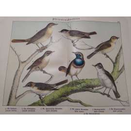 Zpěvní ptáci - Slavík tmavý, Slavík modráček, Pěnice bělohrdlá, Pěnice pokřovní, Strnad obecný, Pěnice černohlavá, Sedmihlásek hajní