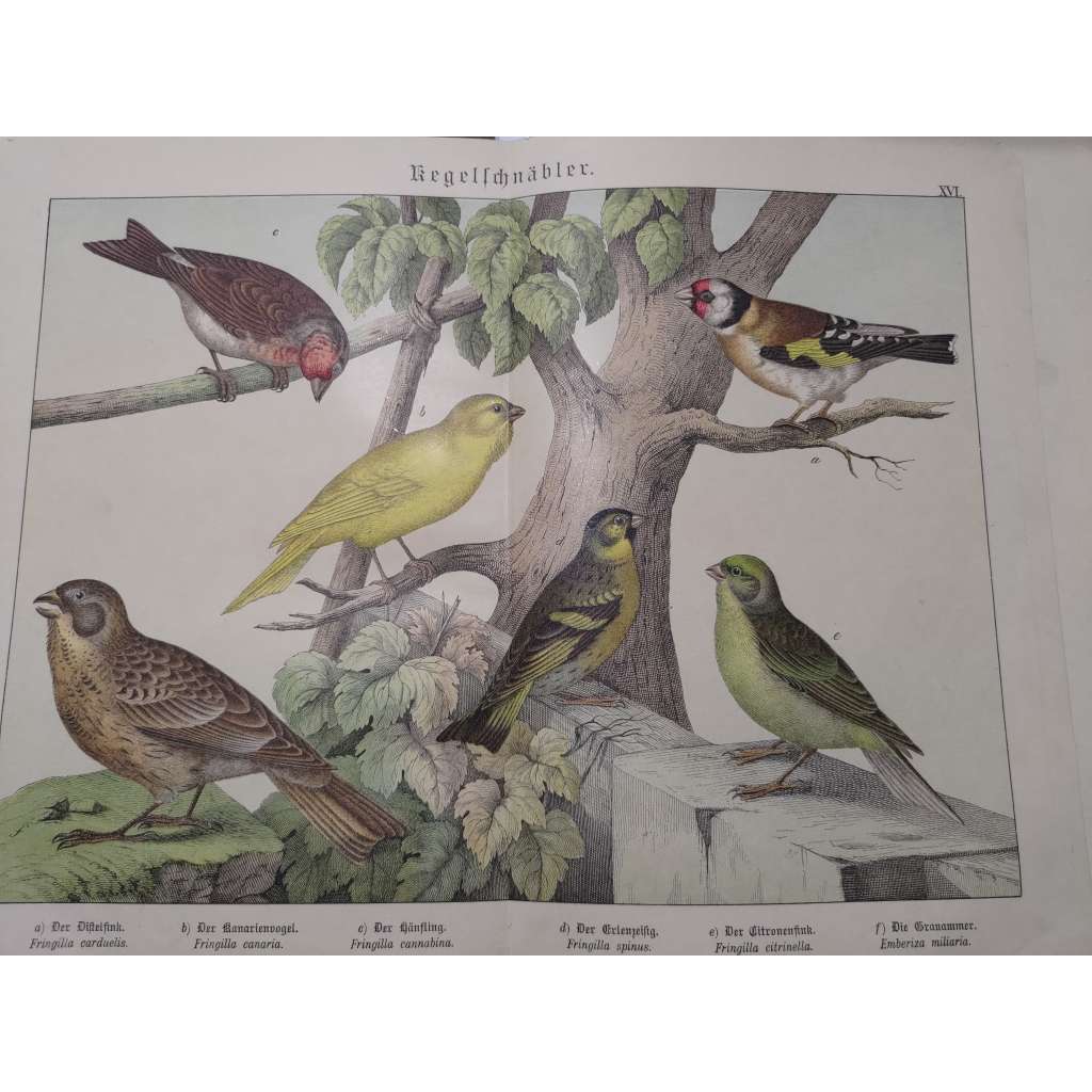 Pěnkavovití ptáci - Stehlík obecný, Kanár divoký, Konopka obecná, Zvonek zelený, Zvonohlík citrónový, Strnad luční