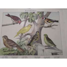 Pěnkavovití ptáci - Stehlík obecný, Kanár divoký, Konopka obecná, Zvonek zelený, Zvonohlík citrónový, Strnad luční