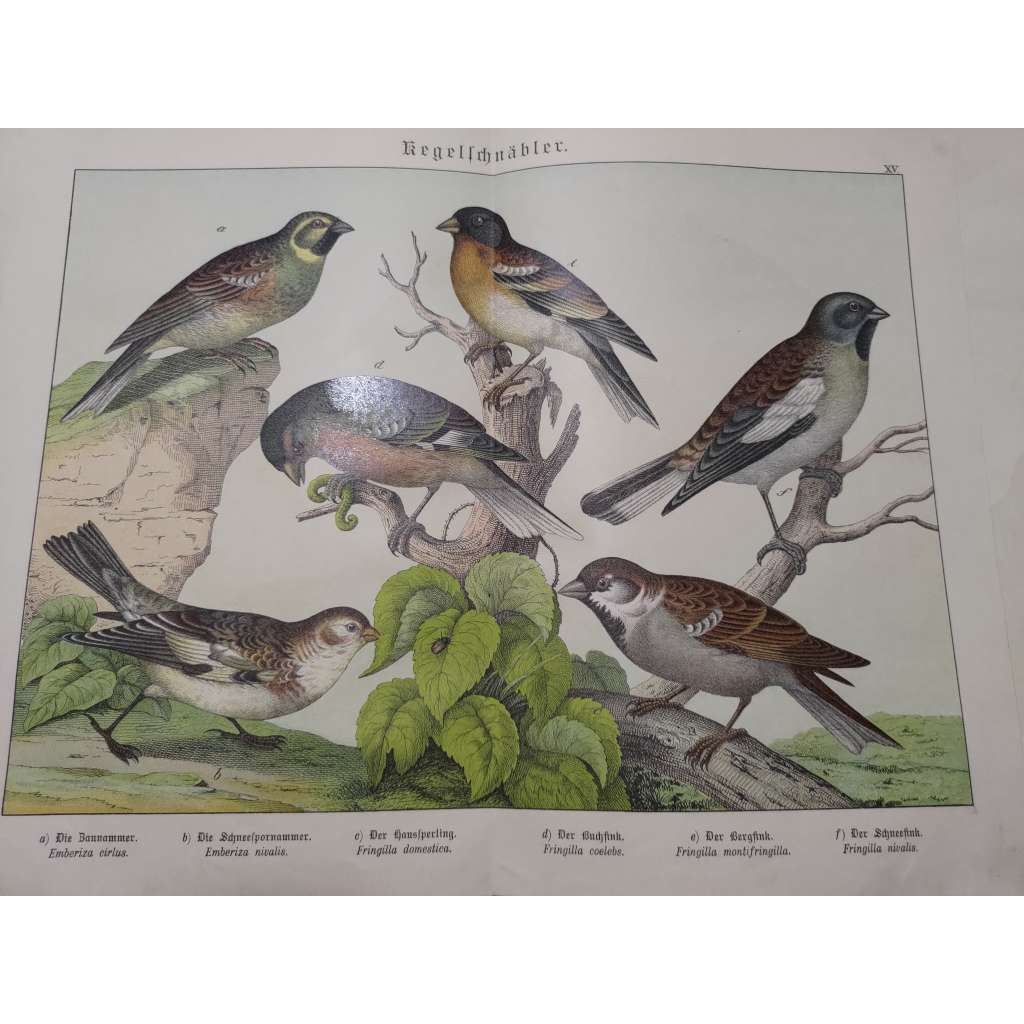 Zpěvní ptáci - Strnad sněžný, Sněhule severní, Pěnkava jikavec, Pěnkava obecná, Vrabec domácí, Pěnkavák sněžný