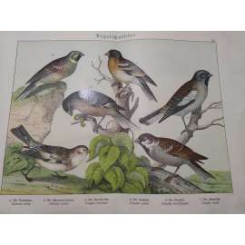 Zpěvní ptáci - Strnad sněžný, Sněhule severní, Pěnkava jikavec, Pěnkava obecná, Vrabec domácí, Pěnkavák sněžný