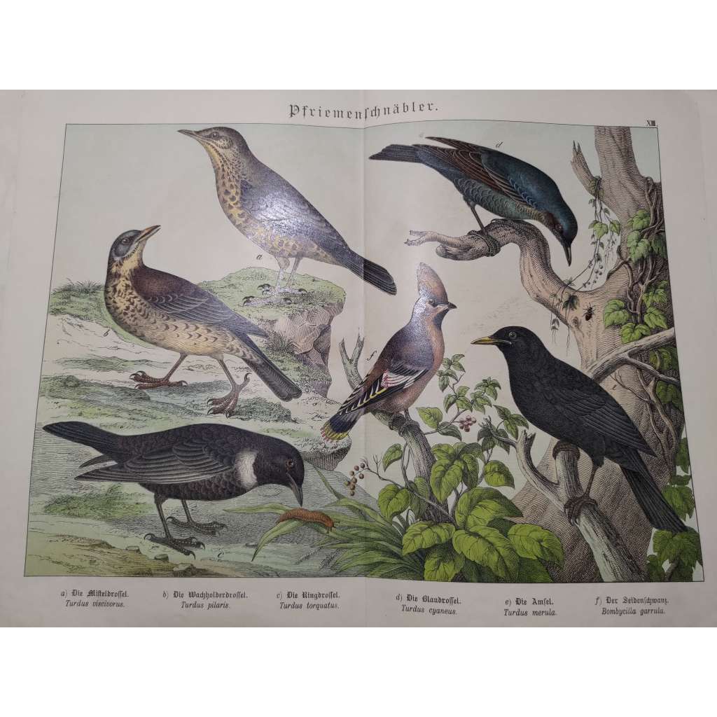 Zpěvní ptáci - Krutihlav obecný, Drozd kvíčala, Kos horský, Skalník modrý, Kos černý, Brkoslav severní