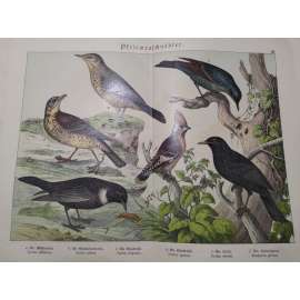 Zpěvní ptáci - Krutihlav obecný, Drozd kvíčala, Kos horský, Skalník modrý, Kos černý, Brkoslav severní