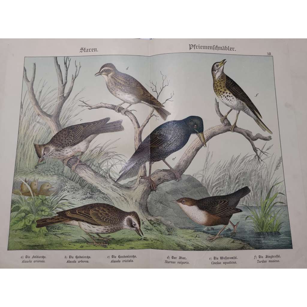 Drozdovití ptáci - Skřivan lesní, Špaček obecný, Chocholouš obecný, Kos černý, Skorec vodní, Drozd zpěvný