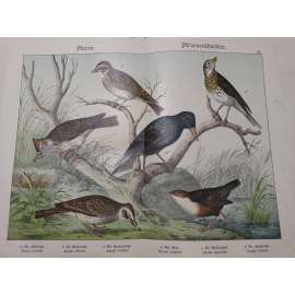 Drozdovití ptáci - Skřivan lesní, Špaček obecný, Chocholouš obecný, Kos černý, Skorec vodní, Drozd zpěvný