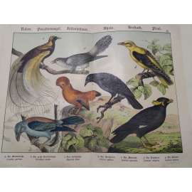 Různí ptáci - Mandelík hajní, Rajka velká, Skalňák oranžový, Žluva hajní, Vlhovec nachový, Loskuták posvátný, Kukačka obecná