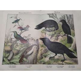 Tenkozobí ptáci, havranovití - Šoupálek obecný, Kolibřík, Kolibřík ozdobný, Kolibřík modrohlavý, Havran polní, Krkavec velký, Vrána černá Tenkozobí ptáci, havranovití - Šoupálek obecný, Kolibřík, Kolibřík ozdobný, Kolibřík modrohlavý, Havran polní, Krkavec velký, Vrána černá