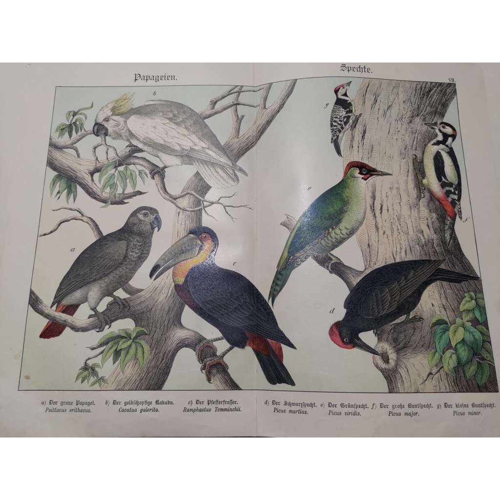 Papouškovití a datlovití ptáci - Papoušek šedý, Kakadu žlutochocholatý, Tukan obrovský, Datel černý, Žluna zelená, Strakapoud velký, Strakapoud malý