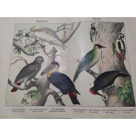 Papouškovití a datlovití ptáci - Papoušek šedý, Kakadu žlutochocholatý, Tukan obrovský, Datel černý, Žluna zelená, Strakapoud velký, Strakapoud malý