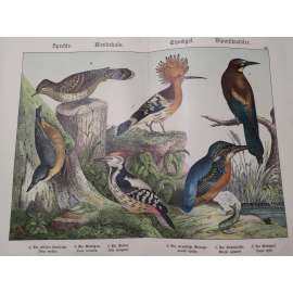 Tenkozobí ptáci - Krutihlav obecný, Strakapoud, Brhlík lesní, Ledňáček říční, Vlha pestrá, Dudek chocholatý