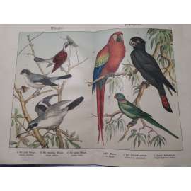 Zpěvní a papouškovití ptáci - Ťuhýk menší, Ťuhýk obecný, Ťuhýk šedý, Ara arakanga, Alexandr malý, Kakadu havraní