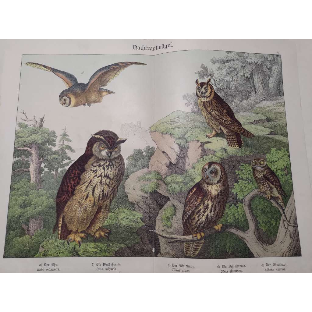 Noční dravci - Výr velký, Kalous ušatý, Puštík obecný, Sova pálená, Sýček obecný